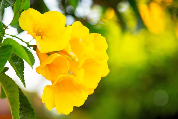 黄色春天的花朵 — 图库照片
