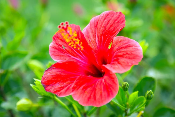 Röd hibiskus blommor i den tropiska trädgården — Stockfoto