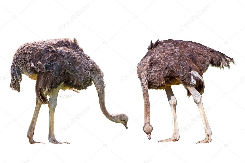 Two ostriches