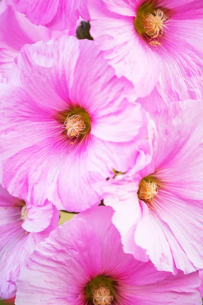 Pink Alcea flowers — Stock Photo, Image