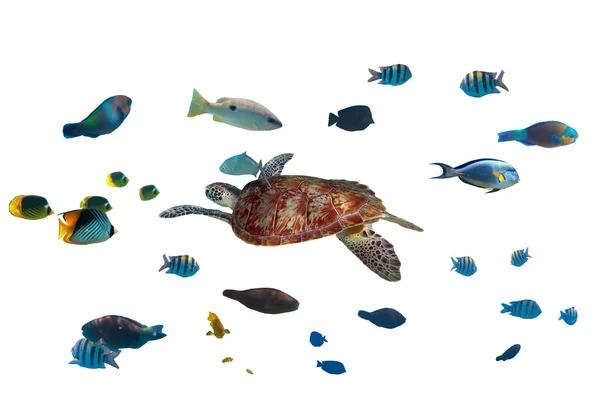 绿海龟和热带鱼 — 图库照片
