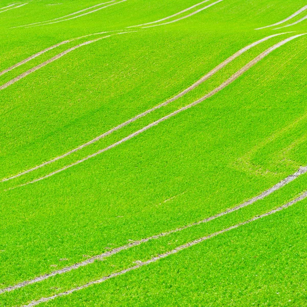 Beautiful green field pattern — Stock Photo, Image