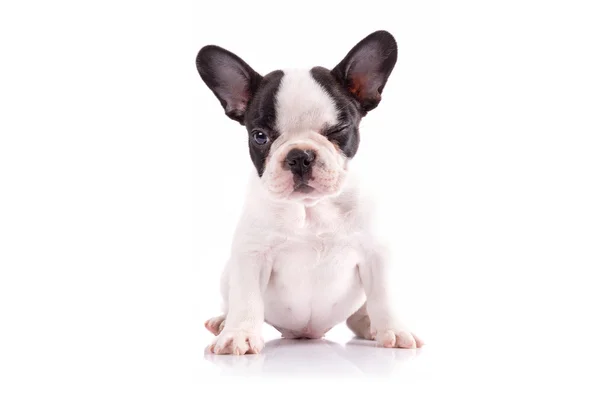 Retrato de cachorro buldogue francês — Fotografia de Stock