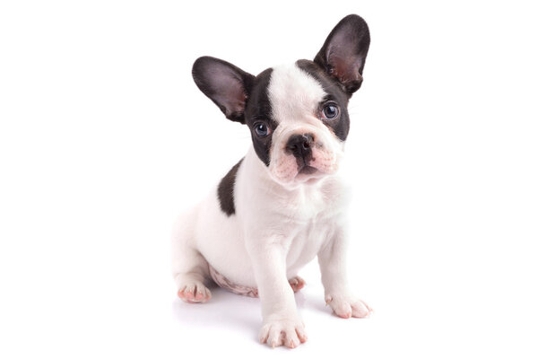 Portrait of french bulldog puppy — Stock Photo, Image