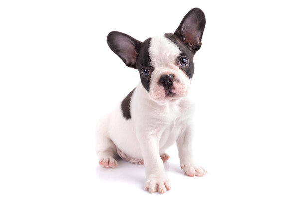 Portrait of french bulldog puppy Stock Picture