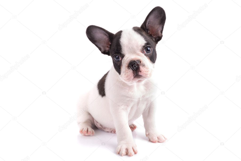 Portrait of french bulldog puppy