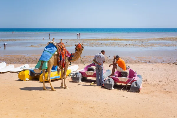 Muž nabízí velbloudí jízda na pláži hurghada — Stock fotografie