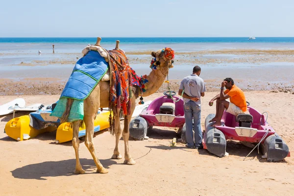 Mężczyzna oferujący przejechać się na wielbłądzie na plaży hurghada — Zdjęcie stockowe