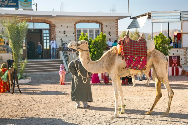 Arabic man with camel posing to pictures in Egypt — Stock Photo, Image