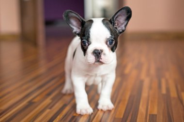 Fransız bulldog köpeği.