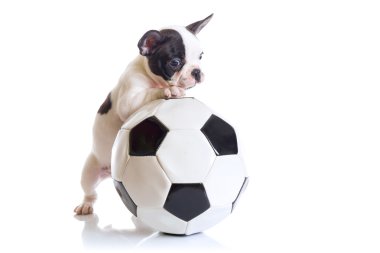 Futbol topu ile Fransız bulldog köpek yavrusu