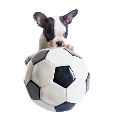 Futbol topu ile Fransız bulldog köpek yavrusu
