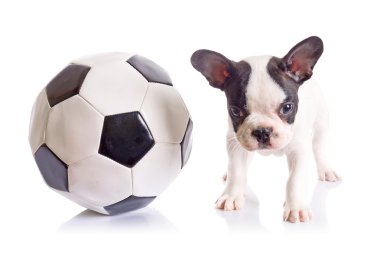 Futbol topu ile Fransız bulldog köpek yavrusu