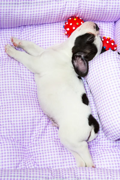 Sleeping French bulldog puppy