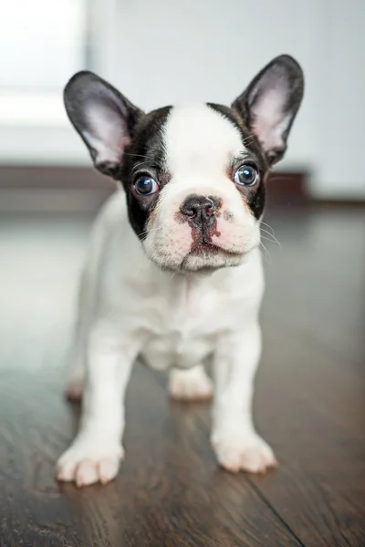 Chiot bulldog français — Photo