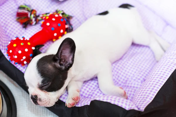 Nukkuva ranskalainen bulldoggi pentu — kuvapankkivalokuva