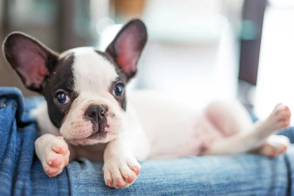 Bedårande fransk bulldog valp — Stockfoto