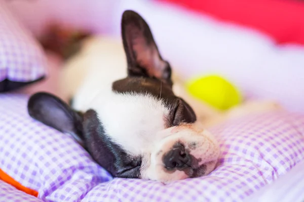 Dormir cachorro buldogue francês — Fotografia de Stock