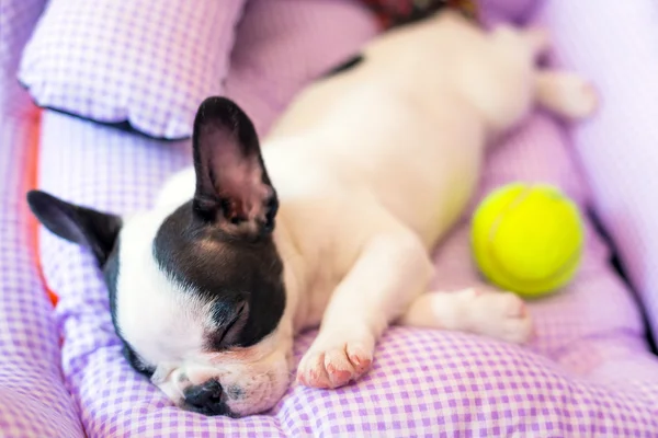 Buldog francuski szczeniak do spania — Zdjęcie stockowe