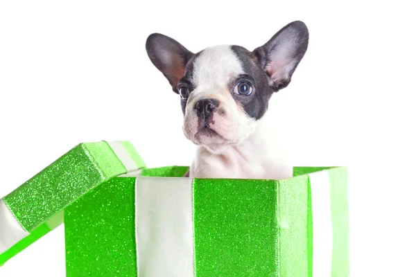 Adorable French bulldog puppy in the gift box — Stock Photo, Image