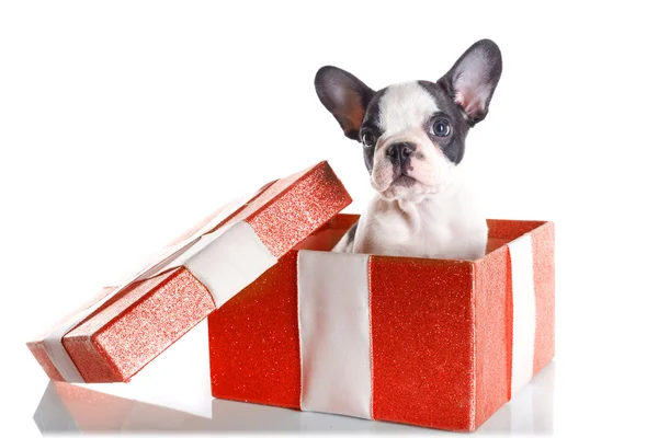 Schattig Franse bulldog puppy in de doos van de gift — Stockfoto