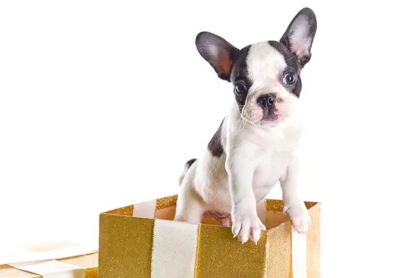 Adorable French bulldog puppy in the gift box — Stock Photo, Image
