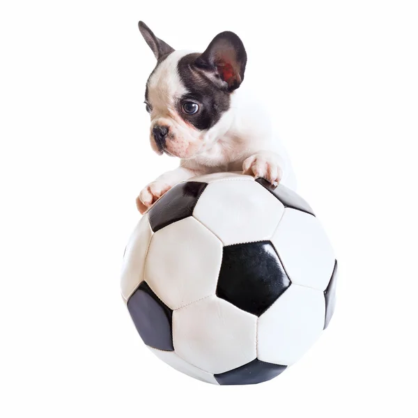 Franse bulldog pup met voetbal — Stockfoto