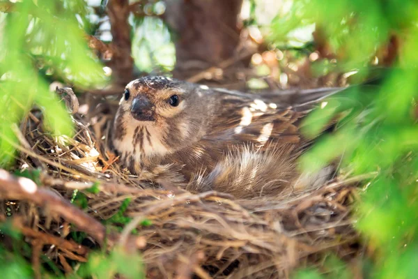 Petit oiseau Linnet commun pondant des œufs — Photo