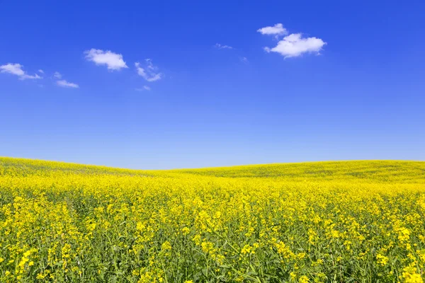 Blommande gula rapsfält — Stockfoto