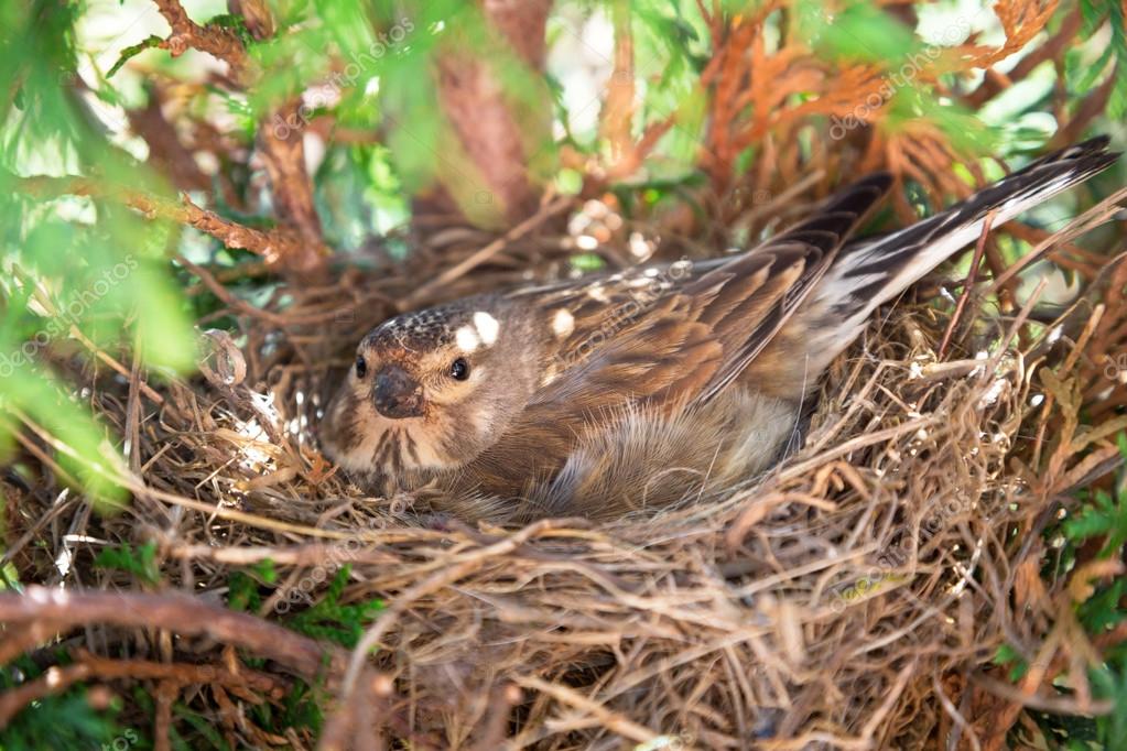 Small Common bird laying eggs Stock Photo by ©Patryk_Kosmider