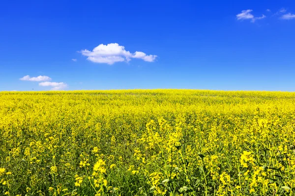 Blommande gula rapsfält — Stockfoto