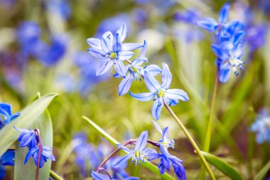 Mavi bahar çiçekleri
