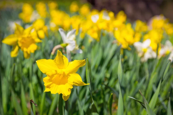 Narcissen bloemen — Stockfoto