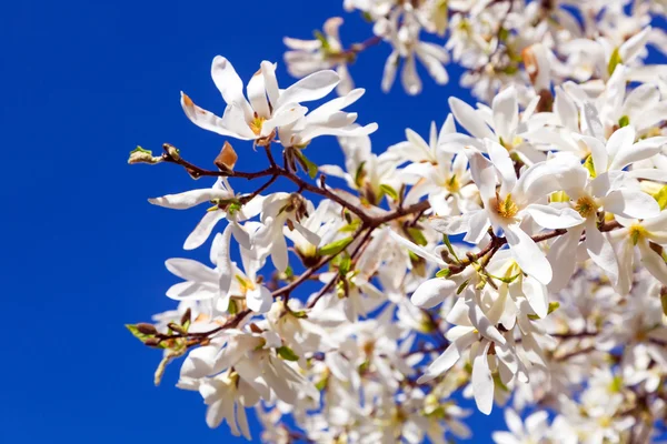 Witte Lentebloemen op de boom — Stockfoto