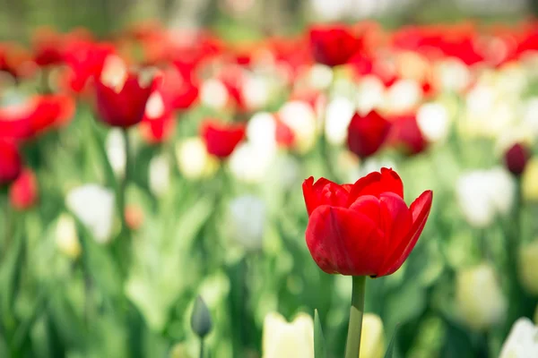 Kleurrijke tulpen in de tuin — Stockfoto