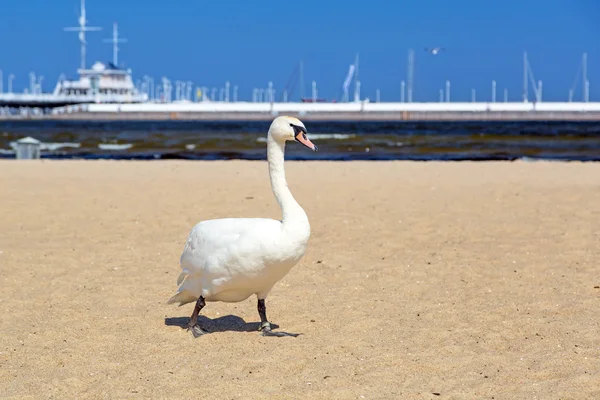 Vacker svan på stranden i sopot — Stockfoto