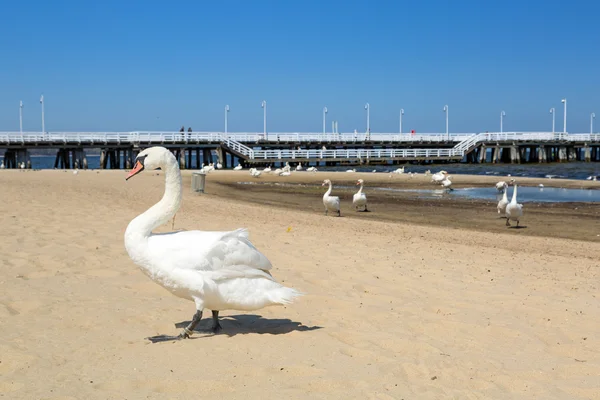 Beau cygne sur la plage de Sopot — Photo