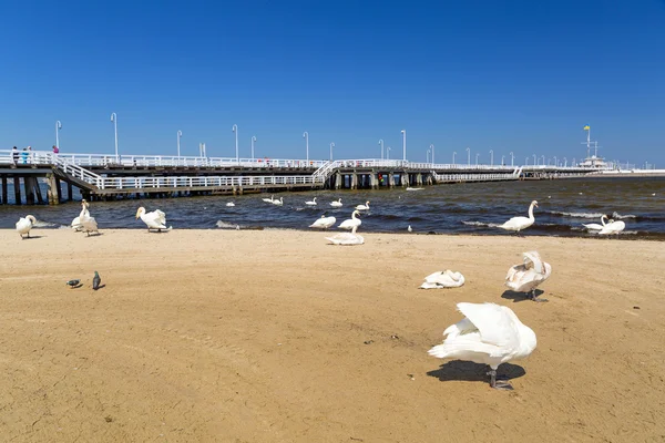 Mooie zwaan op het strand van sopot — Stockfoto