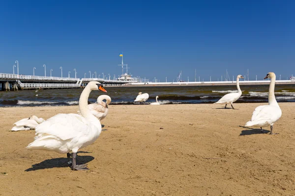 Beautiful swan on the beach in Sopot — Stock Photo, Image