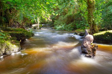 Beautiful creek of Clare Glens clipart