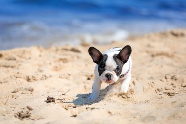 çalışan Fransız bulldog yavrusu