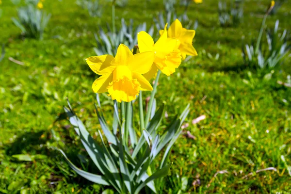 Daffodil flowers — Stock Photo, Image