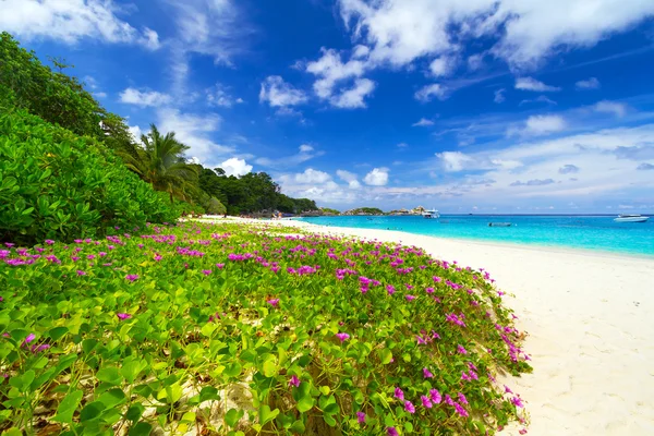 Spiaggia paradisiaca delle isole similari — Foto Stock