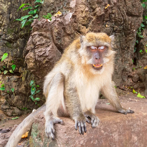 Macaco macaco na vida selvagem — Fotografia de Stock