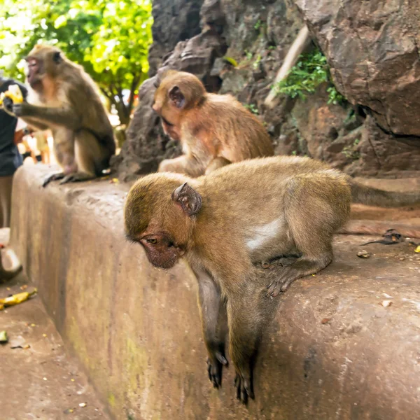 Makaak monkey in wildlife — Stockfoto