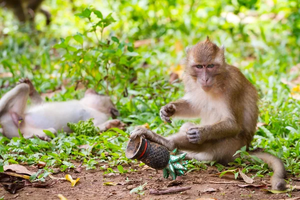 Macaco macaco na vida selvagem — Fotografia de Stock