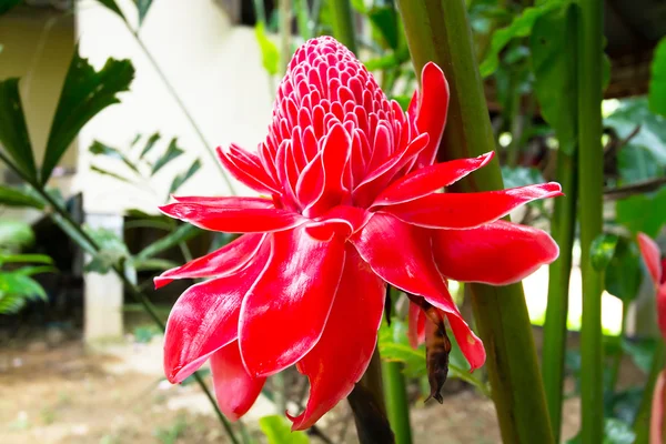 Flor antorcha jengibre flor — Foto de Stock