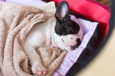 Uyuyan Fransız bulldog yavrusu