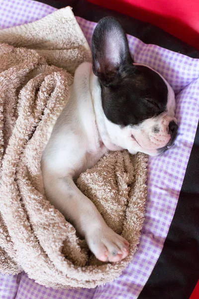 Durmiendo francés bulldog cachorro —  Fotos de Stock