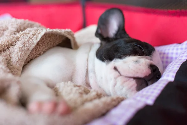 Schlafender französischer Bulldoggen-Welpe — Stockfoto